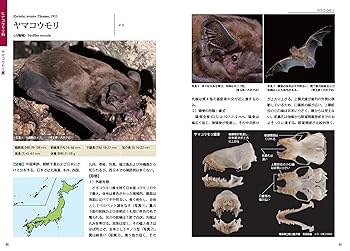 【絶版】コウモリ識別ハンドブック改訂版 絶版】コウモリ識別ハンドブック改訂版
